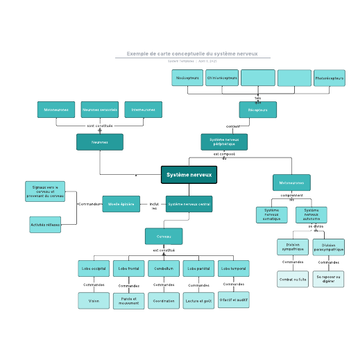 Accéder au modèle Exemple de carte conceptuelle du système nerveux